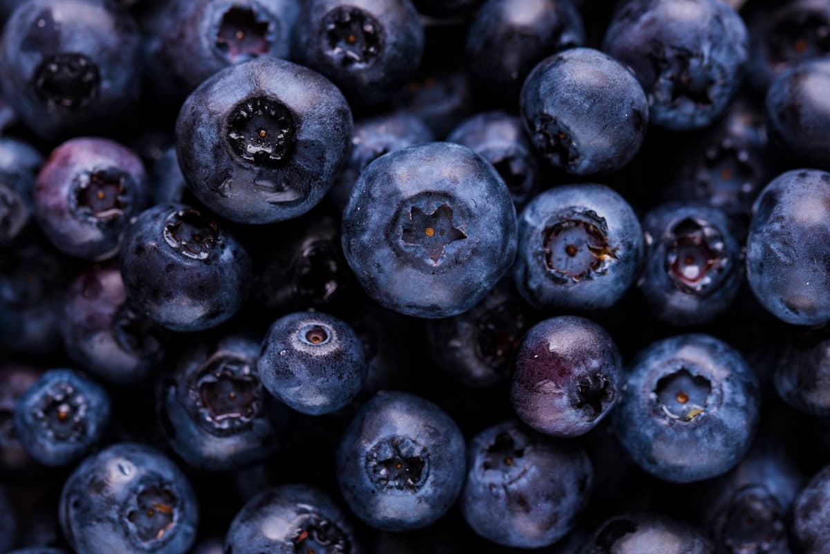 Berry Picking in Lithuanian Forests